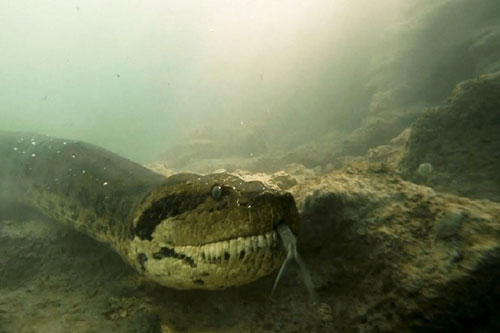 CLIP: 'Nín thở' khi gặp phải trăn anaconda dài 7 mét dưới lòng sông