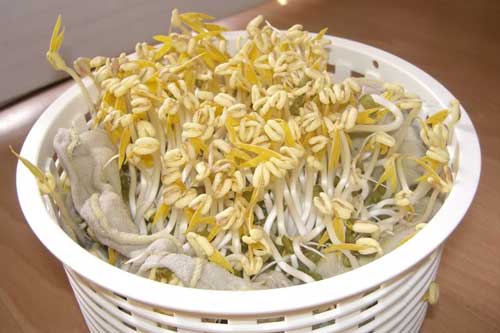 Mẹo làm giá đỗ bằng những vật dụng tiện lợi ngay tại nhà