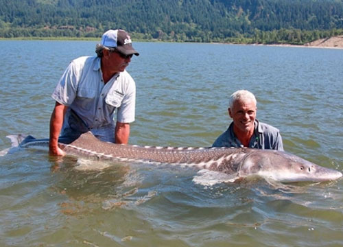 Những loài cá "quái vật"