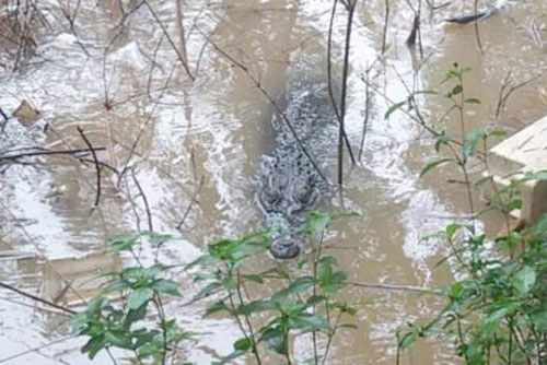 Cá sấu khủng bơi trên sông, hộ dân nuôi từ bé