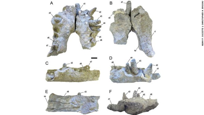 Phát hiện mới về cá sấu khổng lồ từng ăn thịt khủng long
