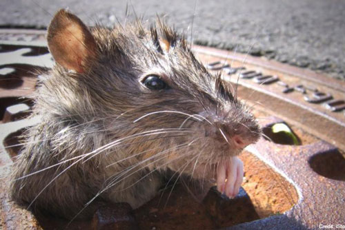 Thành phố có nhiều chuột nhất nước Mỹ