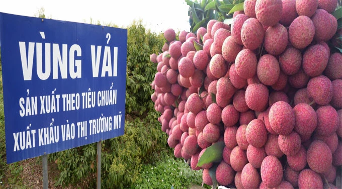 Xuất khẩu trái cây tươi của Việt Nam vào thị trường Mỹ ngày càng rộng cửa.