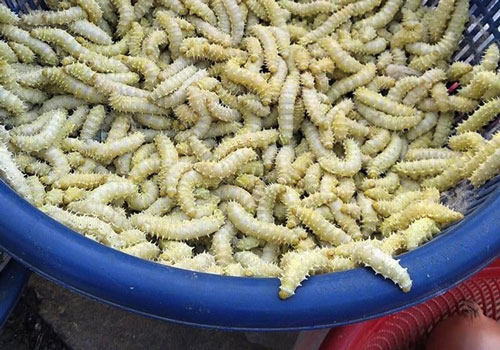 Nhìn khiếp vía nhưng ăn lạ miệng, tằm lá sắn "cháy" hàng, đắt khách