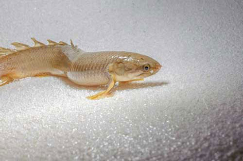 CLIP: Điểm danh những loài cá có khả năng 'đi bộ trên cạn'