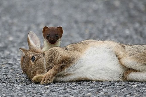 CLIP: Chồn ermine săn thỏ to gấp 10 lần mình khiến người xem thót tim