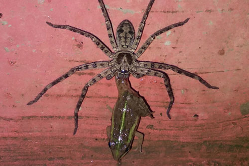 CLIP: Hoảng hồn khi bắt gặp 'quái vật 8 chân' ăn sống ếch