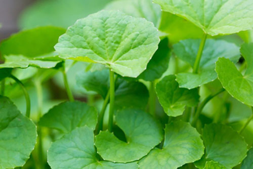 7 loại lá giúp bạn giải độc gan hiệu quả