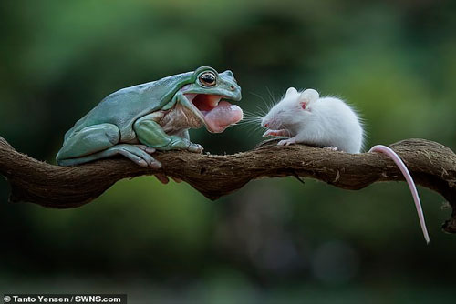 CLIP: Khám phá loại siêu vũ khí giúp ếch bắt mồi 'nhanh như chớp'