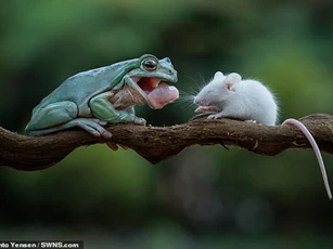 CLIP: Khám phá loại siêu vũ khí giúp ếch bắt mồi 'nhanh như chớp'