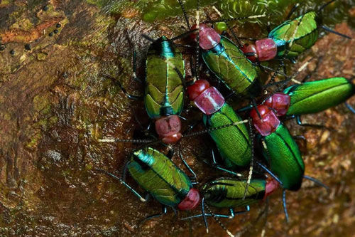 CLIP: Phát hiện loài gián sống theo tổ chức đầu tiên trên Trái Đất