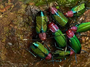 CLIP: Phát hiện loài gián sống theo tổ chức đầu tiên trên Trái Đất