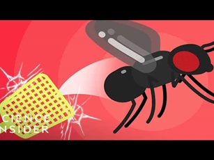 CLIP: Ruồi giấm rất khó bị tiêu diệt - Đâu là lý do?