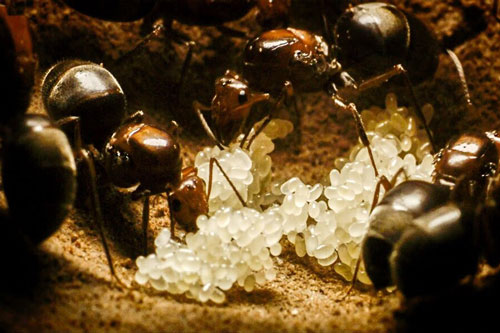 CLIP: Cuộc sống của kiến chúa diễn ra như thế nào?