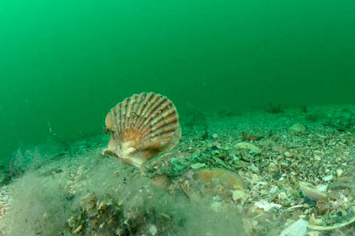 CLIP: Kinh ngạc khi chứng kiến cảnh sò biển bơi lội như cá ở vịnh Australia