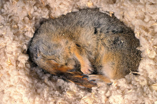 CLIP: Sóc đất Bắc Cực chống chọi với thời tiết lạnh giá bằng cách nào?