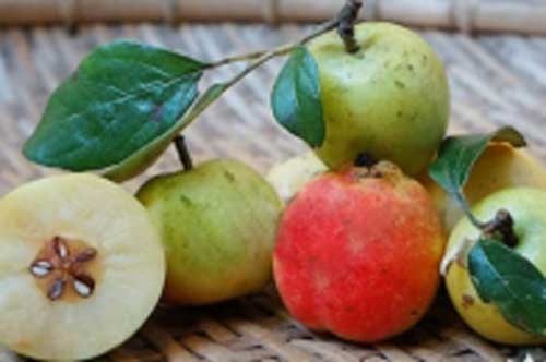 Không chỉ có đu đủ xanh, còn 5 loại quả khác bà bầu không nên ăn, ngon mấy cũng phải kiêng