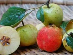 Không chỉ có đu đủ xanh, còn 5 loại quả khác bà bầu không nên ăn, ngon mấy cũng phải kiêng