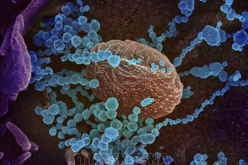 Hàn Quốc sản xuất thành công sơn kháng virus và vi khuẩn