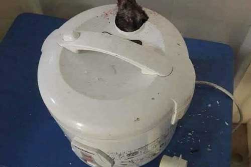 Đang mở nồi cơm điện, cô gái thất kinh khi chứng kiến vật thể lạ ngoi đầu lên