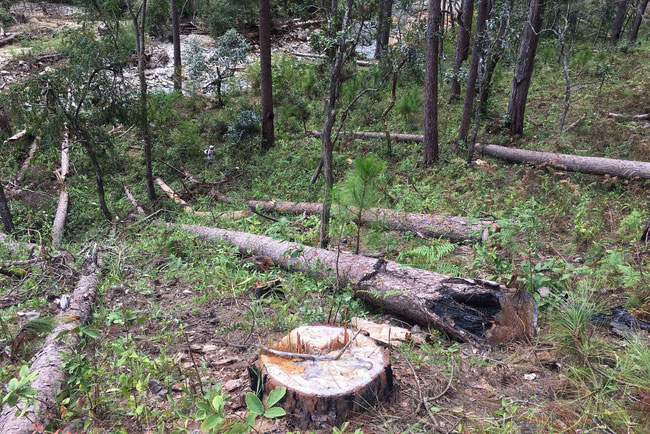 Phó Thủ tướng yêu cầu xử lý nghiêm vụ phá rừng thông cổ thụ ở Lâm Đồng