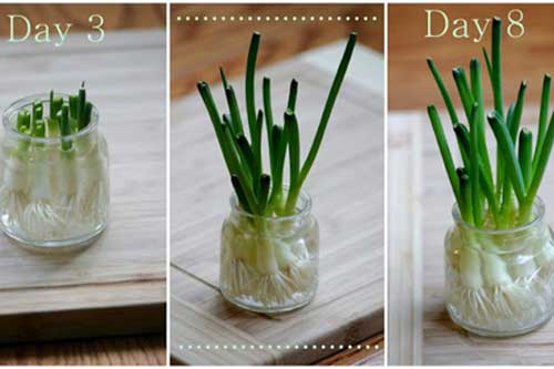 Kỹ thuật trồng hành lá thủy canh cho năng suất cao nhất