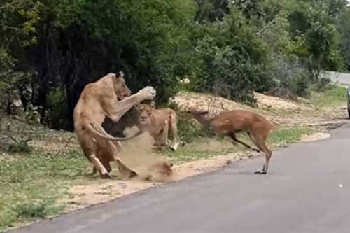 Linh dương chết thảm vì chạy đâm đầu vào đàn sư tử