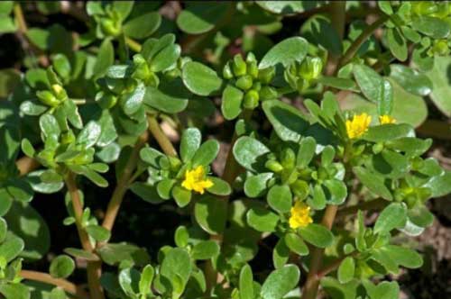 Những loại rau bà bầu dù thèm đến mấy cũng không nên ăn, tránh sảy thai