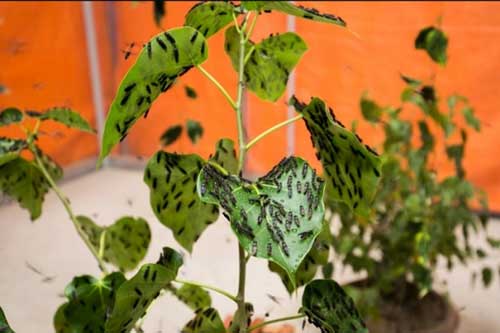 Nuôi những con 'nghe đã ghê' mang lại nguồn thu 'khủng' cho nông dân