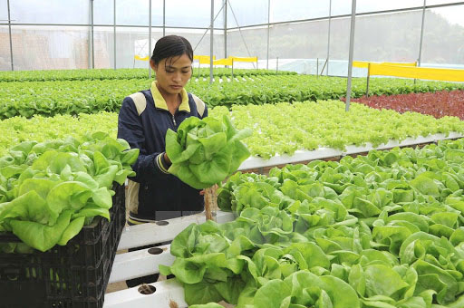 Ứng dụng công nghệ sinh học, phát triển nông nghiệp bền vững