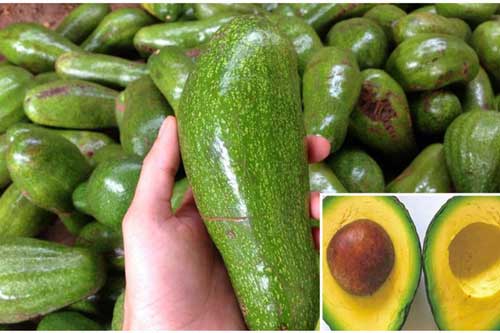 Lướt qua 5 giây biết ngay bơ ngon cực phẩm không bị sượng, đắng, không hóa chất bảo quản