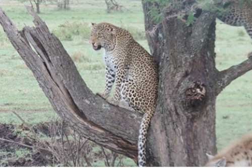 Thoáng thấy linh cẩu, mẹ con báo nhanh chân trốn