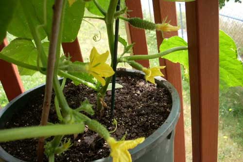 Cách trồng dưa leo trong chậu an toàn, sai quả