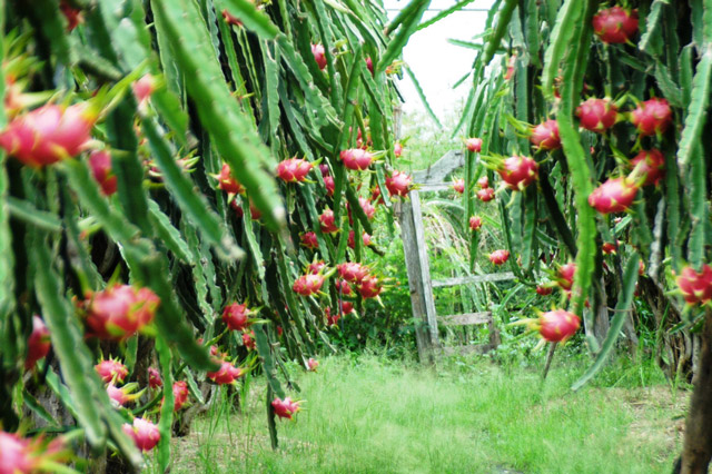 Khế, vải, chanh dây, thanh long Việt hấp dẫn khách châu Âu