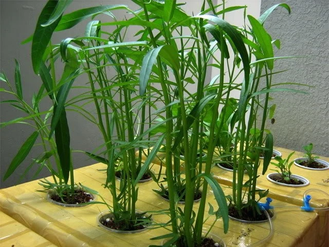 Kỹ thuật trồng rau thủy canh trong thùng xốp là phương pháp còn khá mới mẻ tại nước ta