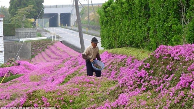 Vườn hoa đẹp như cổ tích của người đàn ông dành 10 năm trồng tặng vợ - 3