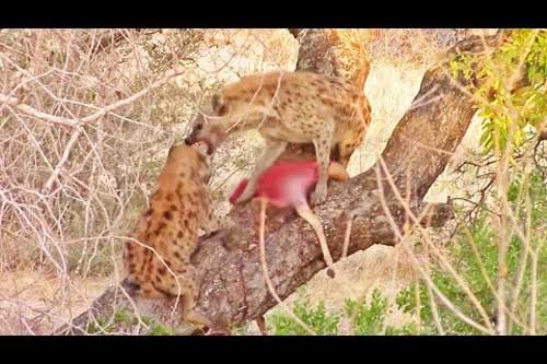 Linh cẩu trèo cây trộm mồi của báo và cái kết kỳ cục