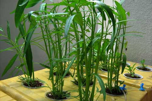 Kỹ thuật trồng rau thủy canh trong thùng xốp đơn giản, an toàn, tiện lợi