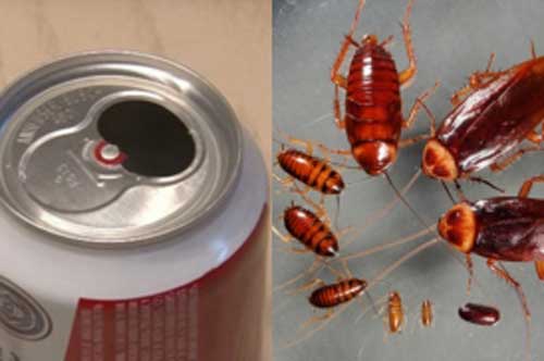 Đặt lon bia uống dở vào góc bếp - mẹo diệt cả đàn gián chỉ trong 1 đêm khiến chị em "trầm trồ"