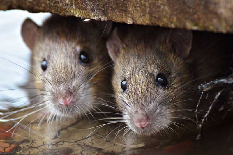 Đặt thứ này trong nhà, đàn chuột 'sợ chết khiếp' mà không ảnh hưởng tới sức khỏe