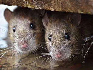 Đặt thứ này trong nhà, đàn chuột 'sợ chết khiếp' mà không ảnh hưởng tới sức khỏe