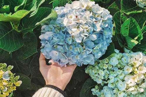 Mẹ bầu phải tránh xa ngay 3 loại hoa quen thuộc này kẻo thai nhi bị dị tật