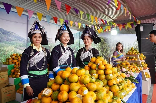 4 Người tiêu dùng Thủ đô Hà Nội hào hứng mua sắm đặc sản Quýt Mường Khương của tỉnh Lào Cai