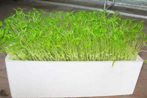 Kỹ thuật trồng rau sạch bằng phương pháp thủy canh