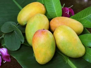 Xoài sẽ thành món "cực độc" nếu ăn theo cách này