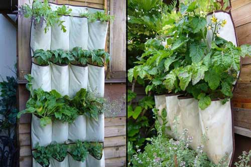 Độc đáo mô hình kỹ thuật trồng rau sạch bằng túi vải ăn quanh năm