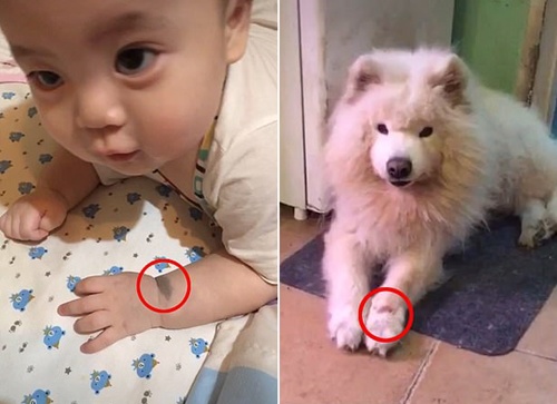 Chó cưng qua đời cùng ngày phát hiện có thai, bà mẹ nhận thấy điều kỳ lạ xảy ra