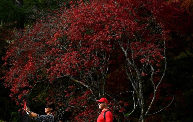 Du khách ngắm nhìn những tán lá màu sắc mùa thu tại Vườn ươm Westonbirt ở Tetbury, Anh, ngày 29/9.