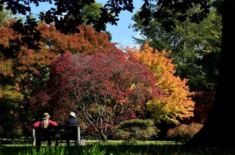   Du khách ngắm nhìn những tán lá màu sắc mùa thu tại Vườn ươm Westonbirt, Tetbury, Anh, ngày 29/9.  