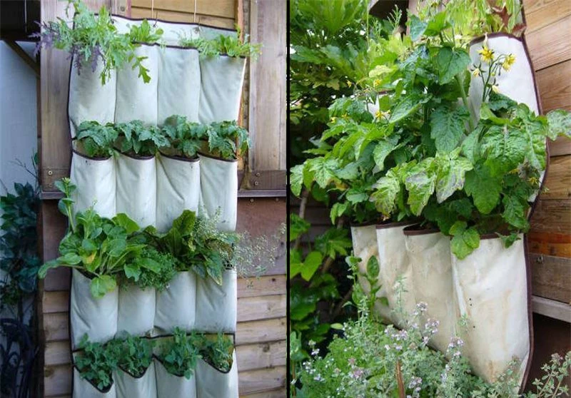 Kỹ thuật trồng rau sạch bằng túi vải không tốn kém, ít chăm sóc. Ảnh minh họa 